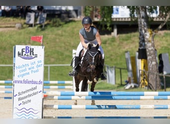 Welsh-B, Stute, 8 Jahre, 135 cm, Dunkelbrauner