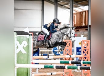 Welsh-B Mix, Stute, 8 Jahre, 142 cm, Apfelschimmel