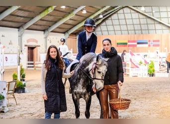 Welsh-B Mix, Stute, 8 Jahre, 142 cm, Apfelschimmel