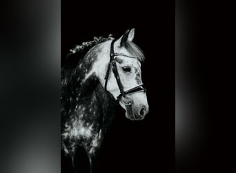 Welsh-B Mix, Stute, 8 Jahre, 142 cm, Apfelschimmel