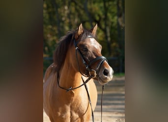 Welsh-B Mix, Stute, 9 Jahre, 127 cm, Falbe