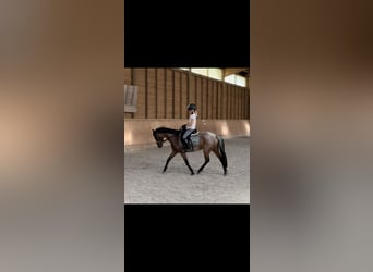 Welsh-B, Stute, 9 Jahre, 128 cm, Roan-Bay