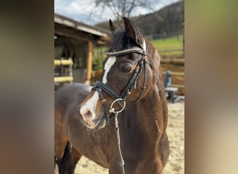 Welsh-B, Stute, 9 Jahre, 129 cm, Dunkelbrauner