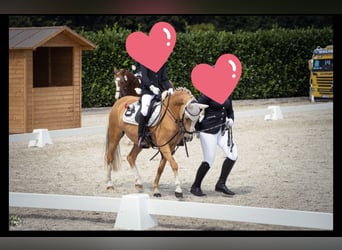 Welsh-B, Stute, 9 Jahre, 130 cm, Palomino