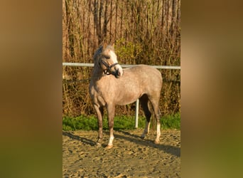 Welsh-B, Stute, 9 Jahre, 134 cm, Palomino
