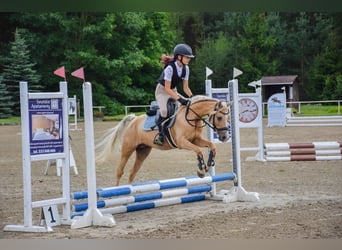 Welsh-B, Stute, 9 Jahre, 134 cm, Palomino