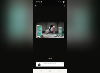 Welsh-B, Stute, 9 Jahre, 134 cm