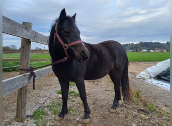 Welsh-B Mix, Stute, 9 Jahre, 135 cm, Dunkelbrauner