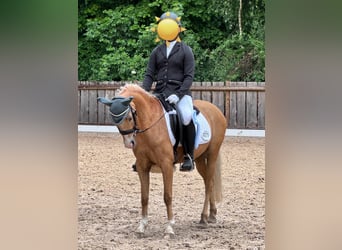Welsh-B, Stute, 9 Jahre, 135 cm, Palomino