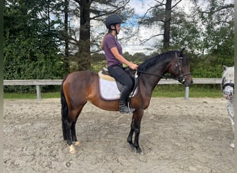 Welsh-B, Stute, 9 Jahre, 136 cm, Brauner Welsh-B, Stute, 9 Jahre, 136 cm, Brauner