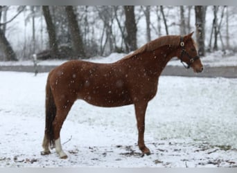 Welsh-B, Stute, 9 Jahre, 136 cm