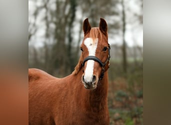 Welsh-B, Stute, 9 Jahre, 136 cm