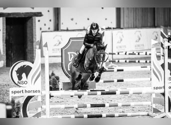 Welsh-B Mix, Stute, 9 Jahre, 144 cm, Rotbrauner