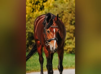 Welsh-B Mix, Stute, 9 Jahre, 144 cm, Rotbrauner