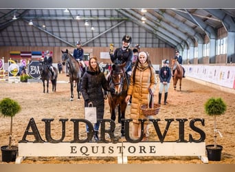 Welsh-B Mix, Stute, 9 Jahre, 144 cm, Rotbrauner