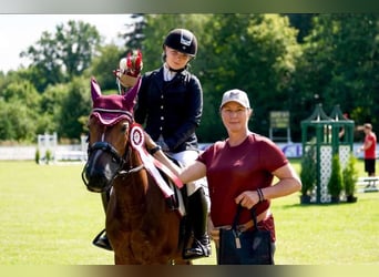 Welsh-B Mix, Stute, 9 Jahre, 144 cm, Rotbrauner