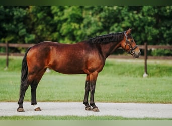 Welsh-B Mix, Stute, 9 Jahre, 144 cm, Rotbrauner