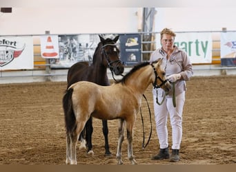 Welsh-B, Stute, Fohlen (06/2026), 135 cm, Buckskin