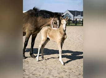Welsh-B, Stute, , Buckskin