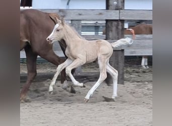 Welsh-B, Stute, , Palomino