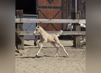 Welsh-B, Stute, , Palomino