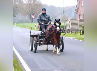 Welsh B, Valack, 2 år, 124 cm