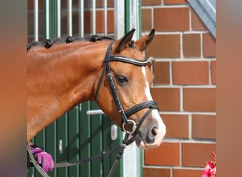Welsh B, Valack, 4 år, 134 cm, Brun