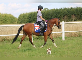 Welsh B, Valack, 4 år, 134 cm, Brun