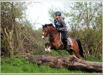 Welsh B, Valack, 4 år, 134 cm, Brun