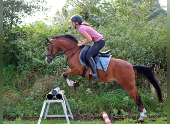 Welsh B, Valack, 4 år, 134 cm, Brun
