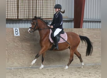Welsh B, Valack, 4 år, 134 cm, Brun