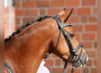 Welsh B, Valack, 4 år, 134 cm, Brun