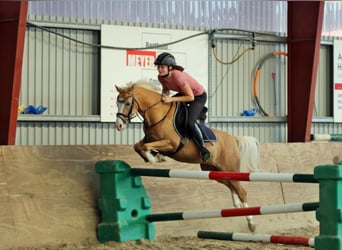 Welsh B, Valack, 4 år, 134 cm, Brun