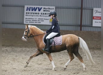 Welsh B, Valack, 4 år, 135 cm, Palomino