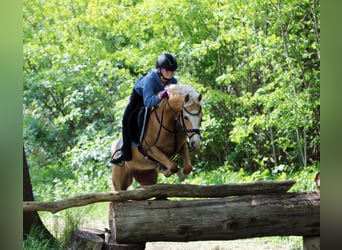 Welsh B, Valack, 4 år, 135 cm, Palomino