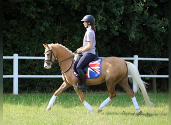 Welsh B, Valack, 4 år, 135 cm, Palomino