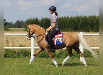 Welsh B, Valack, 4 år, 135 cm, Palomino