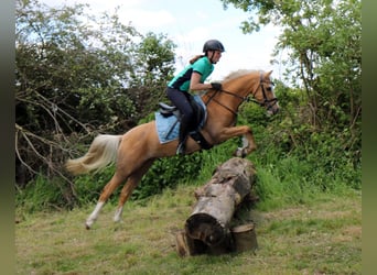Welsh B, Valack, 4 år, 135 cm, Palomino