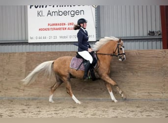 Welsh B, Valack, 4 år, 135 cm, Palomino