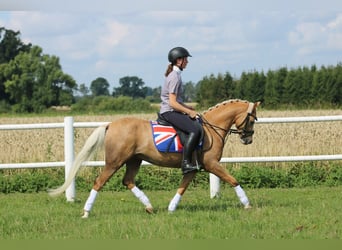 Welsh B, Valack, 4 år, 135 cm, Palomino