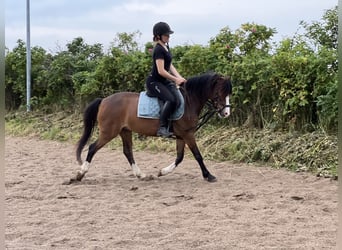 Welsh B, Valack, 7 år, 133 cm, Brun