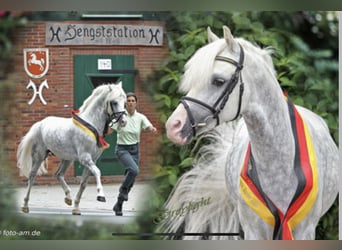 Welsh B, Valack, 7 år, 133 cm, Brun