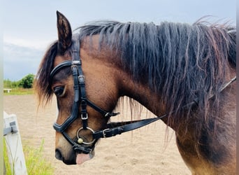 Welsh B, Valack, 7 år, 133 cm, Brun