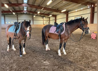 Welsh B, Valack, 7 år, 133 cm, Brun