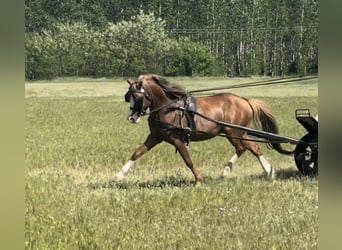 Welsh B, Valack, 9 år, 131 cm, fux