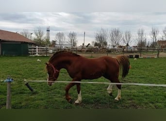 Welsh B, Valack, 9 år, 131 cm, fux