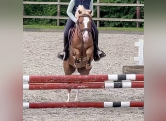 Welsh B, Valack, 9 år, 132 cm, fux