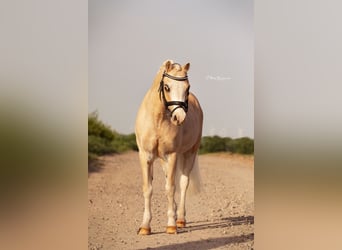 Welsh-B, Wallach, 10 Jahre, 127 cm, Palomino