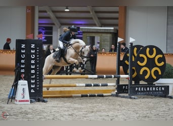 Welsh-B, Wallach, 10 Jahre, 127 cm, Palomino