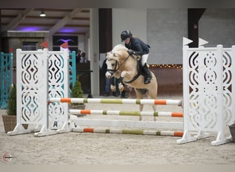 Welsh-B, Wallach, 10 Jahre, 127 cm, Palomino